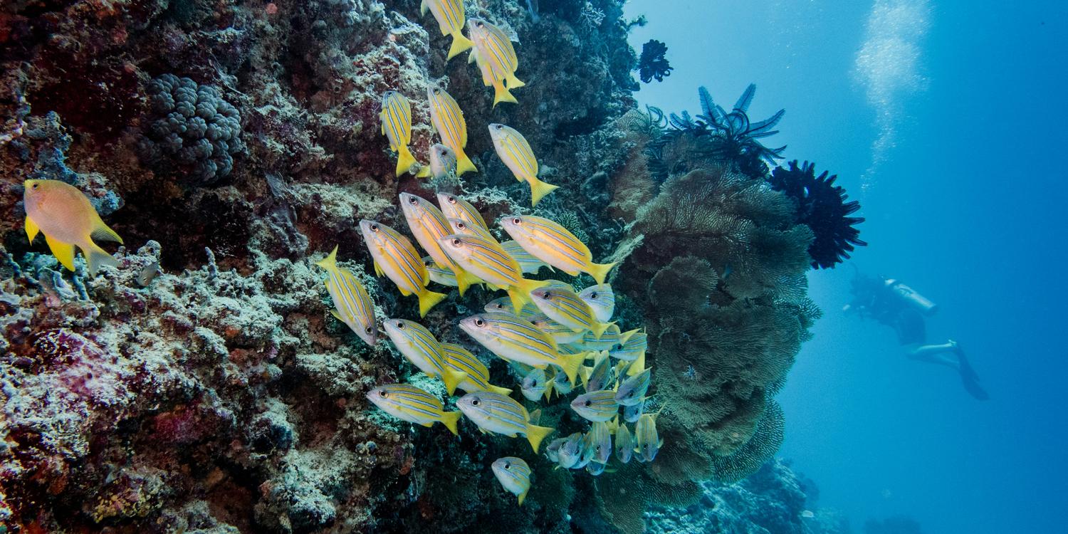 Background image of Gili Trawangan