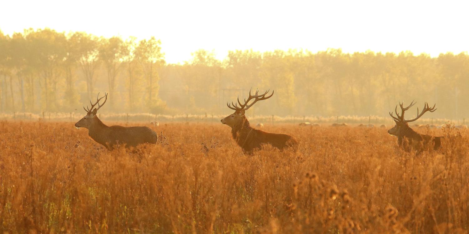 Background image of Lelystad