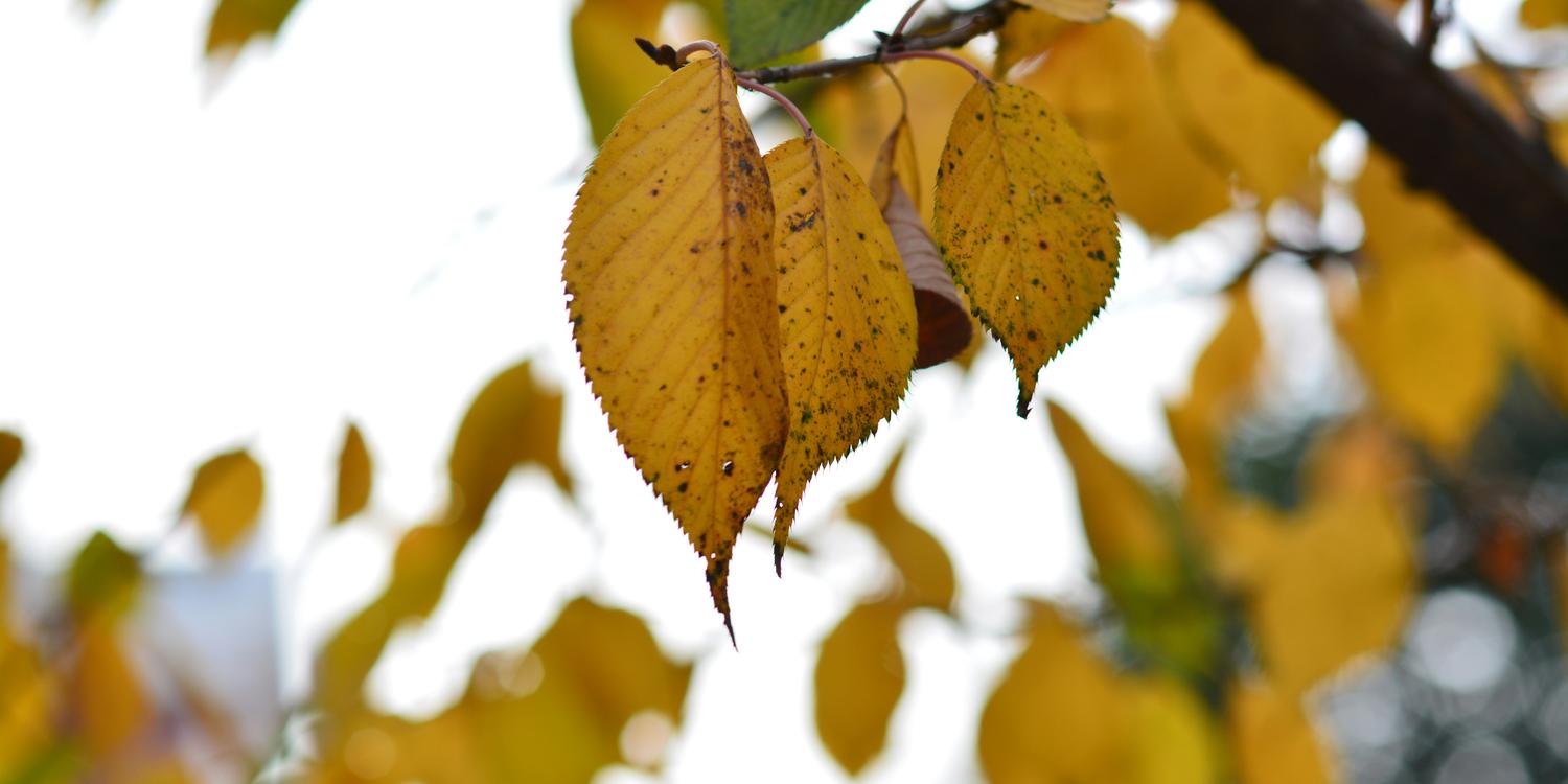 Background image of Lianyungang