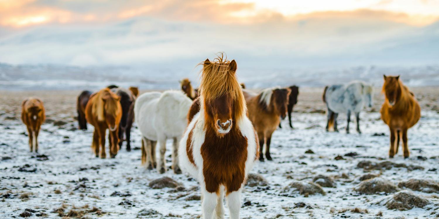 Background image of Reykjavik